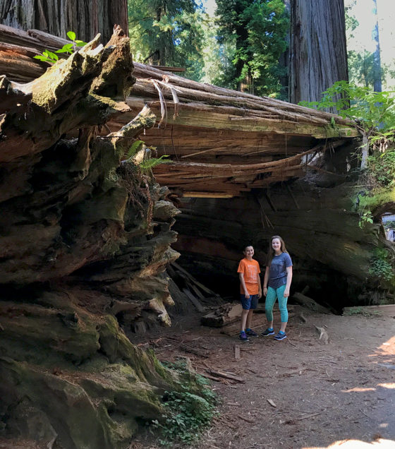 Carter and Natalie standing under a fallen redwood