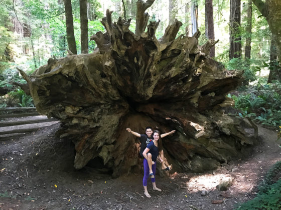 Giant redwood roots of a fallen tree