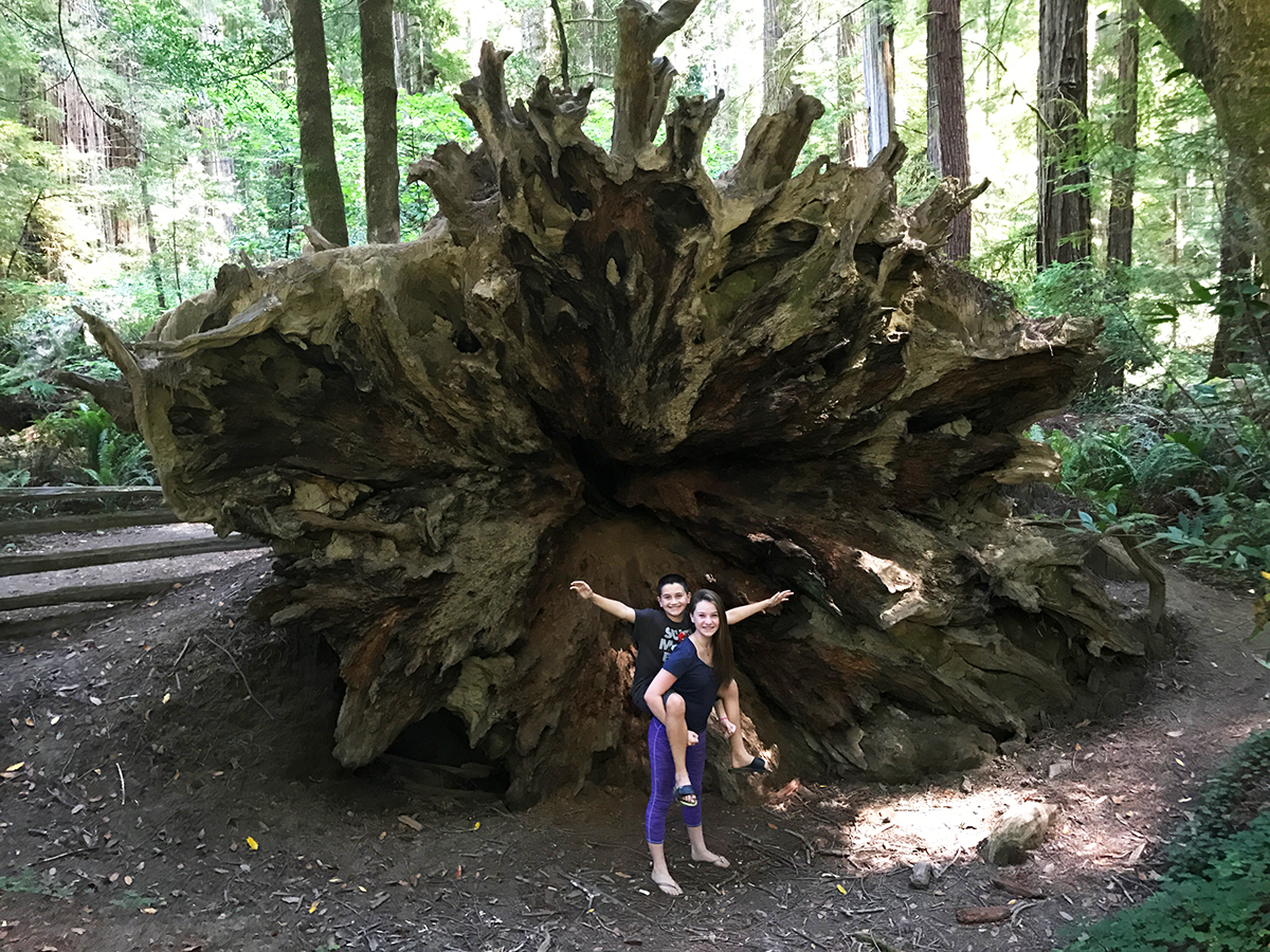 Stout Memorial Grove at Jedediah Smith State Park