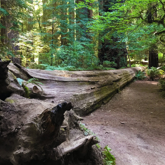 Giant Fallen Coastal Redwood
