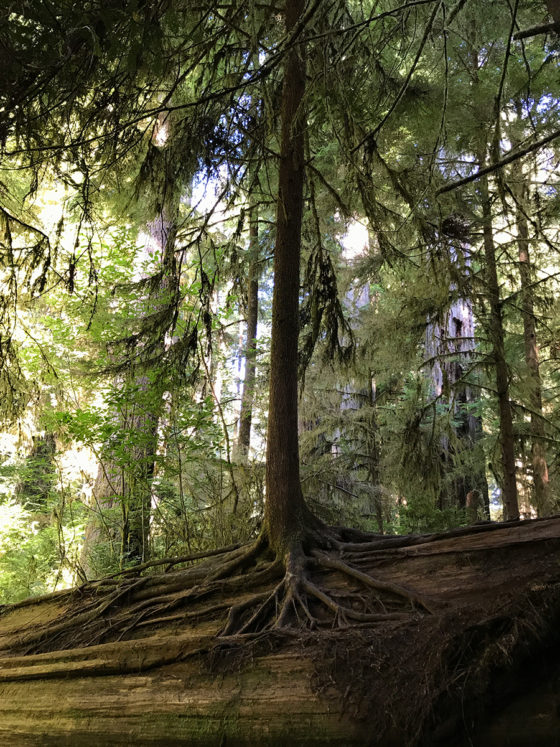 Host Tree for a New Redwood Sapling