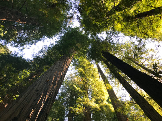 Looking up in a coastal redwood forest