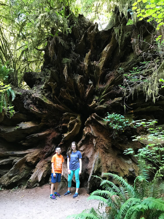 Natalie and Carter in front of a giant redwood root