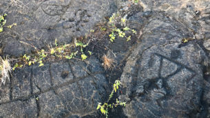 Puu Loa Petroglyphs at Hawaii Volcanoes National Park