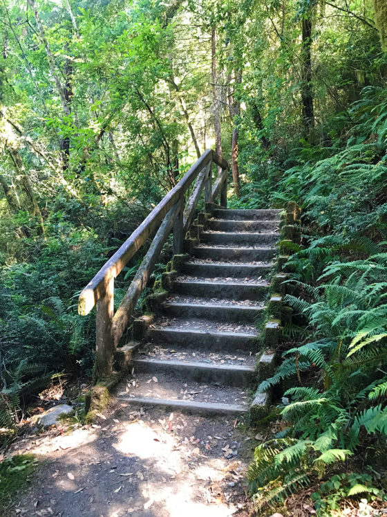 Stout Grove Loop Trail Stairs