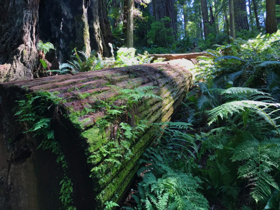 Fallen Redwood on the Ah Pah Trail
