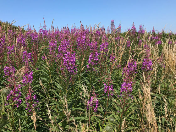 Beautiful Summer Flowers