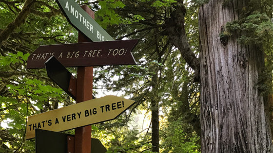 Big Tree Wayside And Circle Trail At Prairie Creek Redwoods State Park