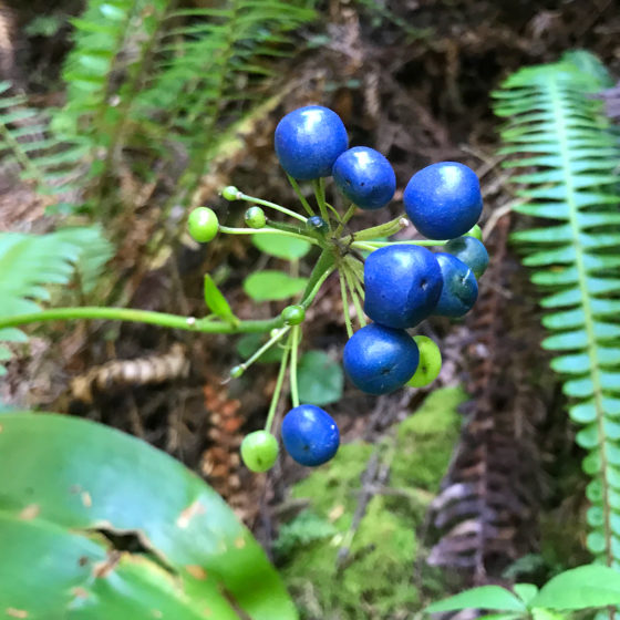 Blue forest berries
