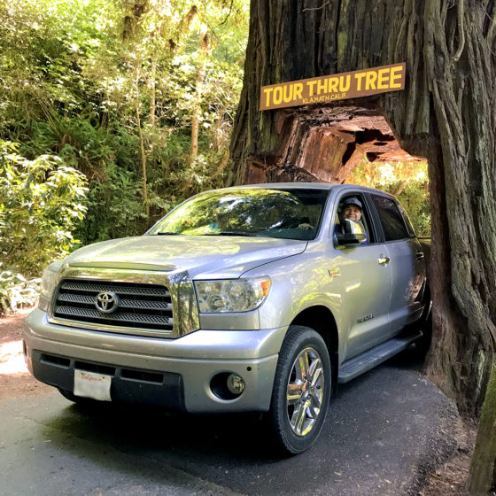 Brian Bourn Driving Through The Klamath Tour-Thru Tree