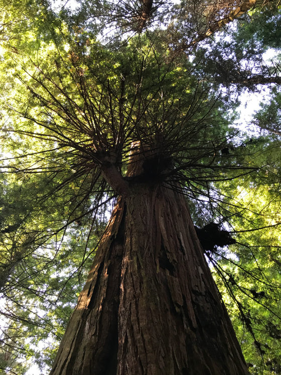 The Brotherhood Tree