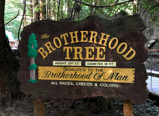 The Brotherhood Tree Sign