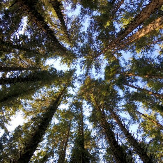 Canopy of Redwood Trees WIth Light Shining Through