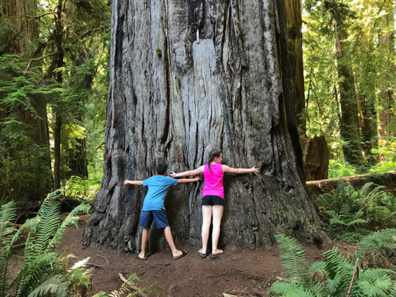 Carter and Natalie Bourn Hugging at Tree at the Big Tree Wayside