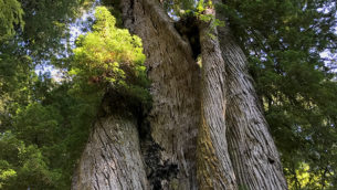 Corkscrew Tree at Prairie Creek Redwoods State Park