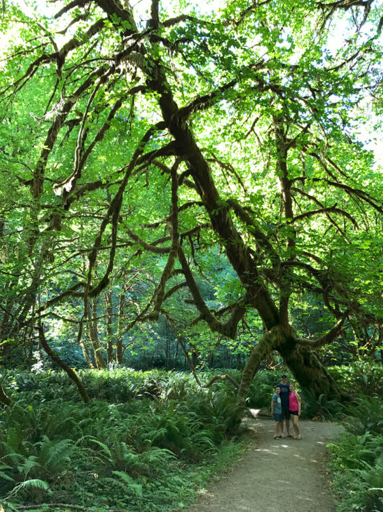 Corkscrew Tree Trail