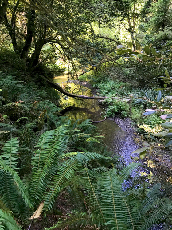 Creek Along The The Revelation Trail