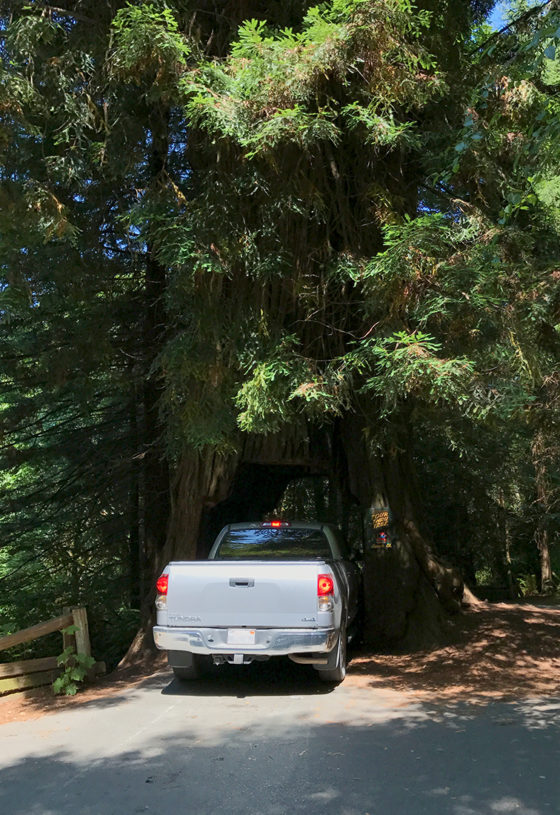 Drive Through a Giant Redwood Tree