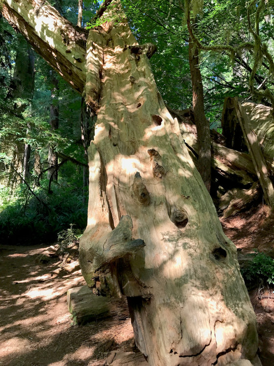 Fallen Redwoods