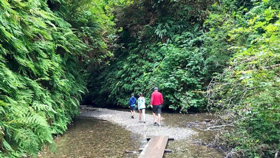Fern Canyon Trail at Prairie Creek Redwoods State Park
