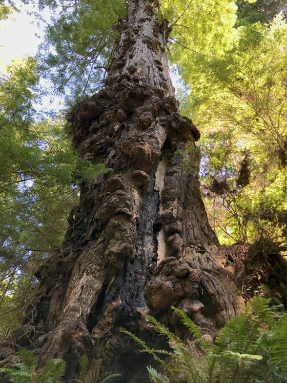 Gnarly Redwood Tree Trunk