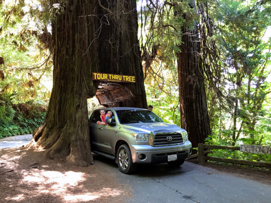 Truck Driving Through The Klamath Tour-Thru Tree