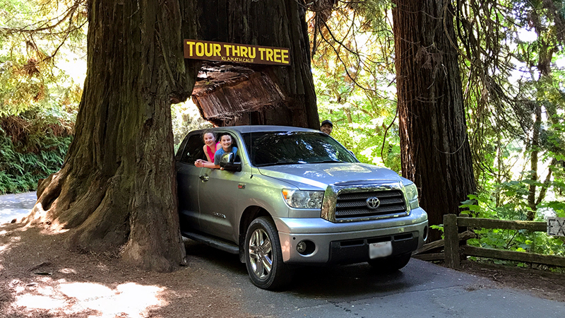Klamath Tour-Thru Tree In Humboldt County, California