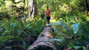 Lieffer Loop Trail in Jedediah Smith Redwoods State Park