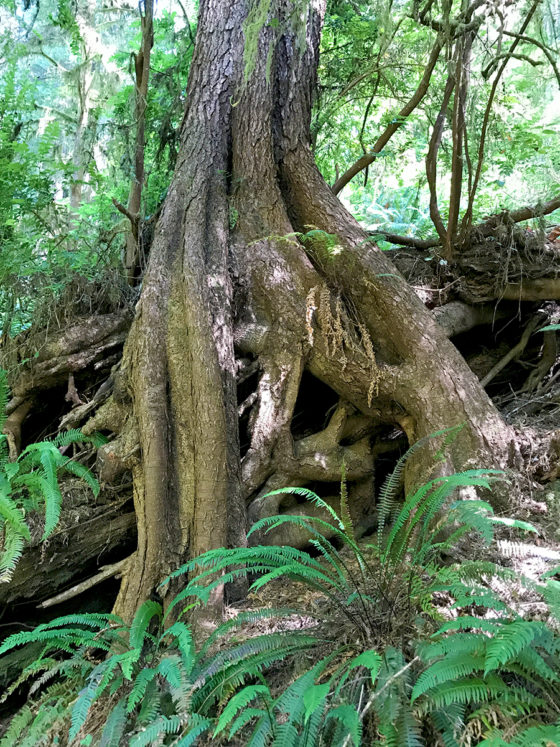 Maze of Redwood Roots
