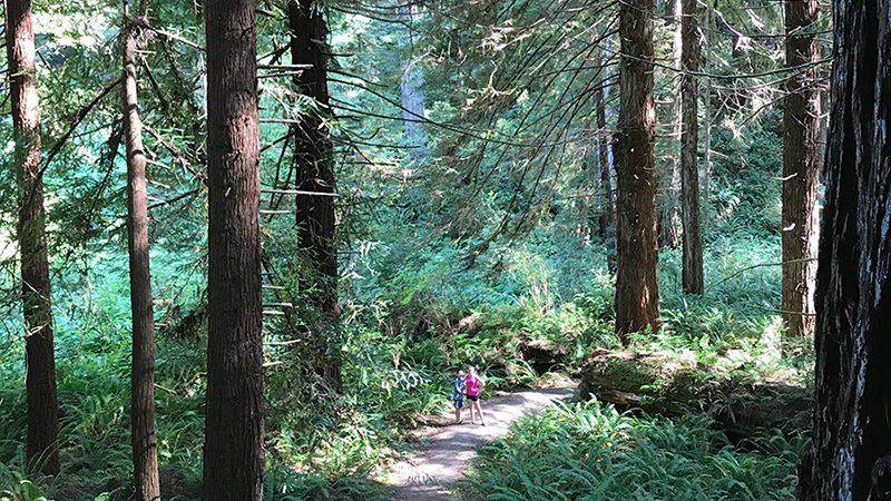 Moorman Grove Trail in Prairie Creek Redwoods State Park