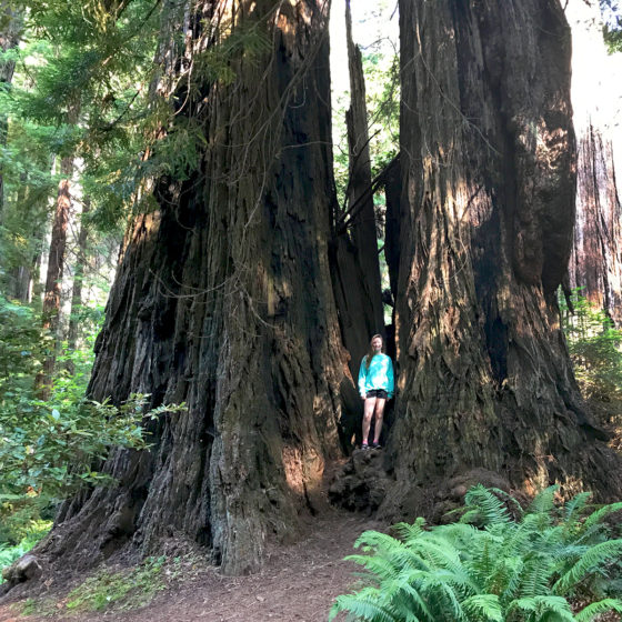 Redwood Access Trail