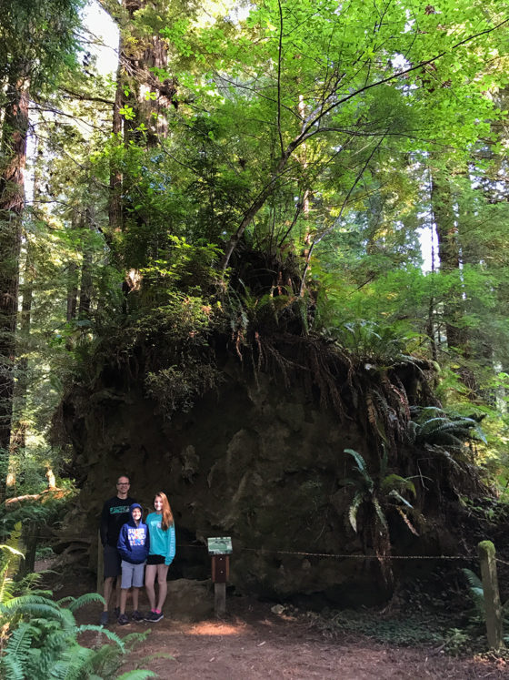 New Growth on a Fallen Host Redwood