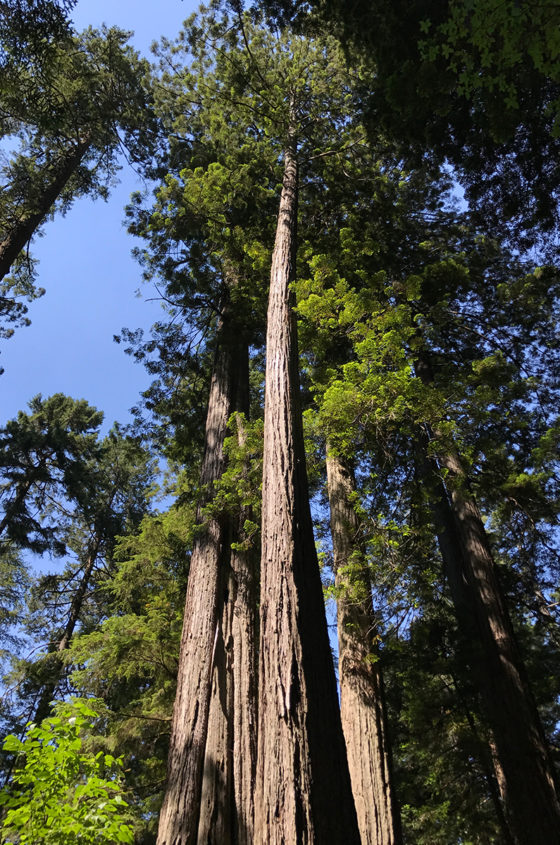 Prairie Creek State Park Redwoods