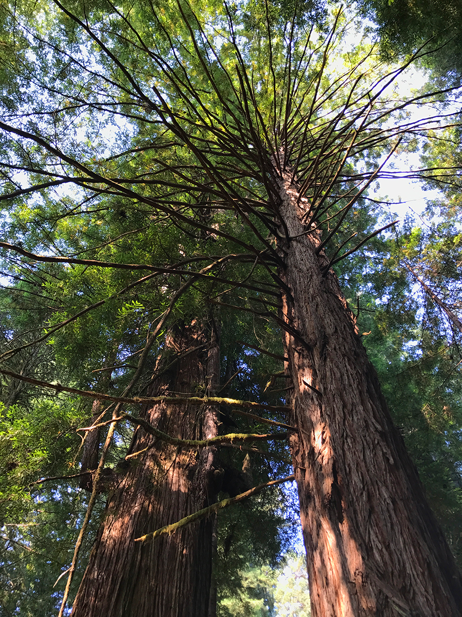 Prairie Creek Redwoods State Park Visitor Center And Trails