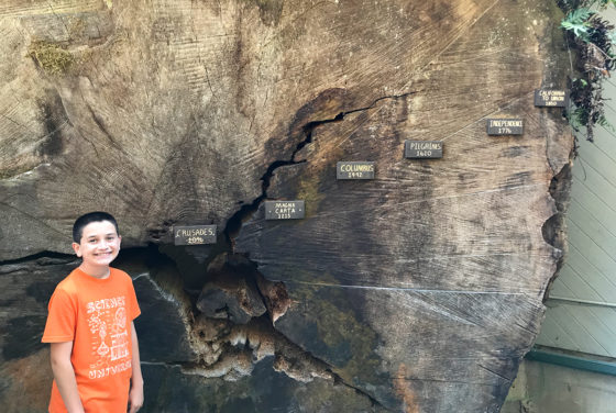 Redwood Cross Section History Timeline
