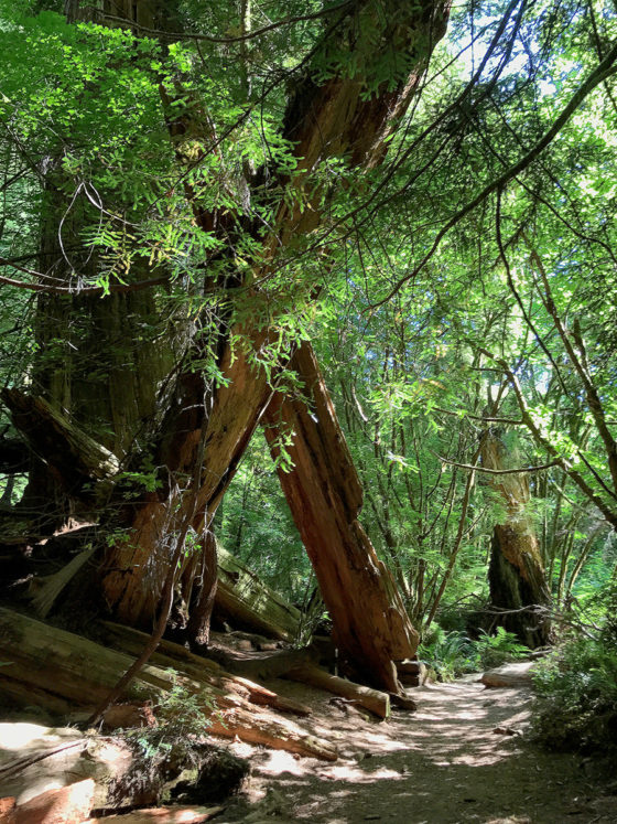 Trail through Fallen Redwood