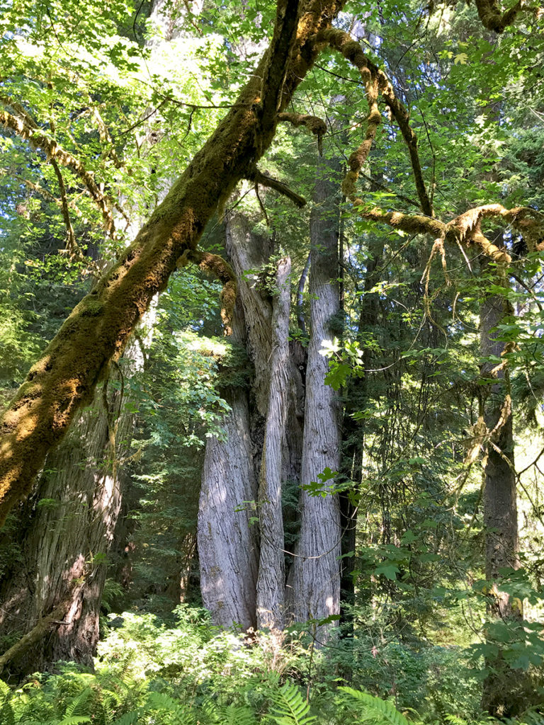 Corkscrew Tree Trail at Prairie Creek Redwoods State Park