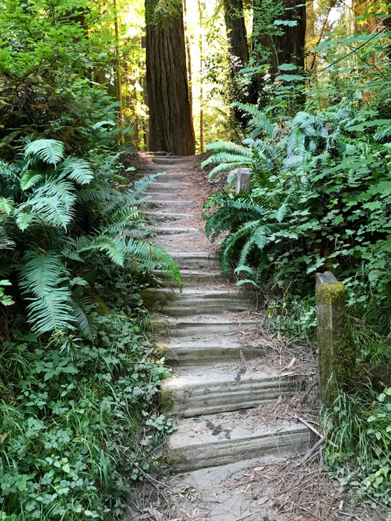 Stairs to Redwood Grove