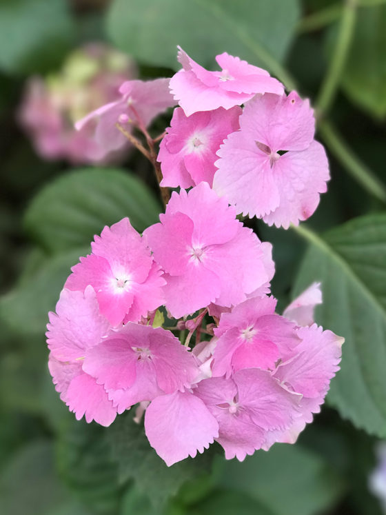 Summer FLowers