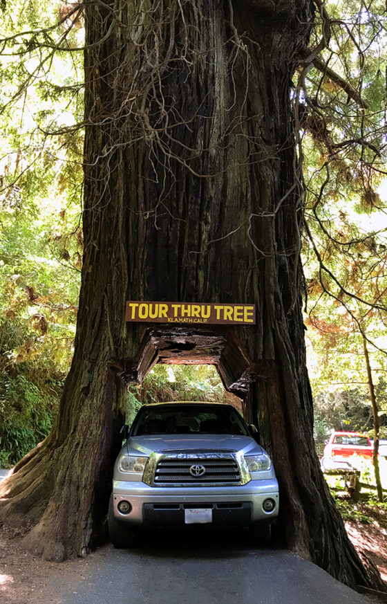 Full-Size Toyota Tacoma in the Klamath Tour-Thru Tree