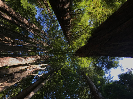 Towering Coastal Redwoods in Klamath, California