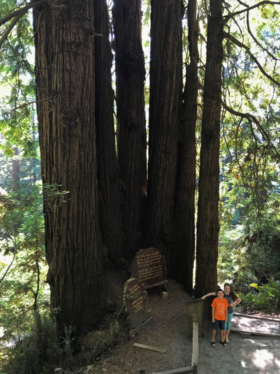 Cathedral Tree at Trees of Mystery