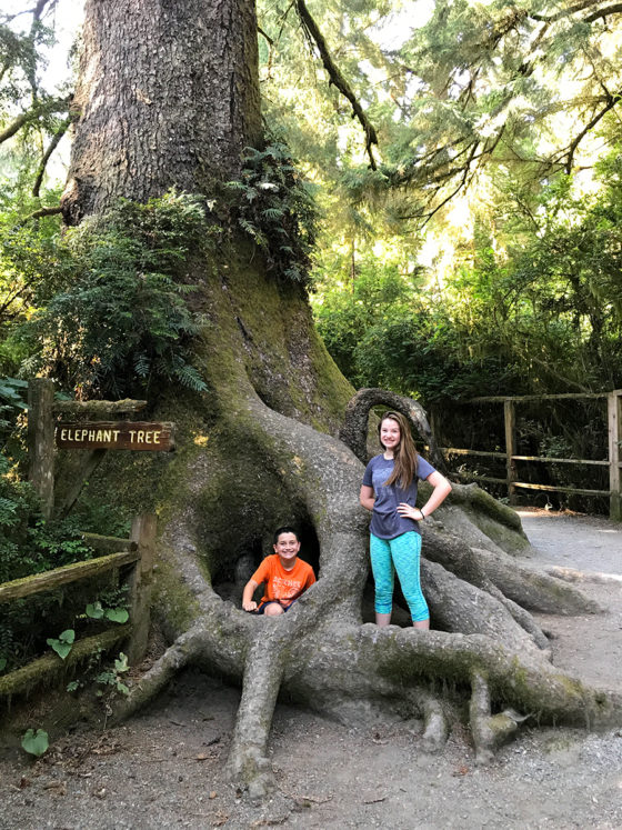 The Elephant Tree
