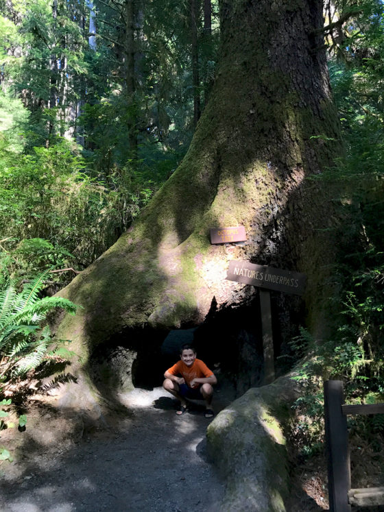Carter in the Natures Underpass Redwood Tree
