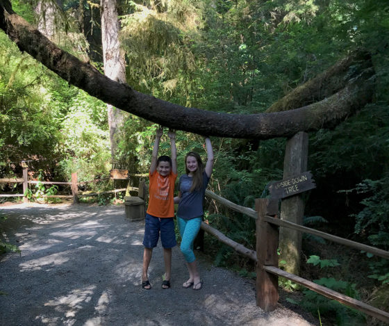 The Trees of Mystery Upsidedown Tree
