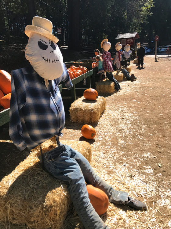 Apple Hill Scarecrows and Pumpkins
