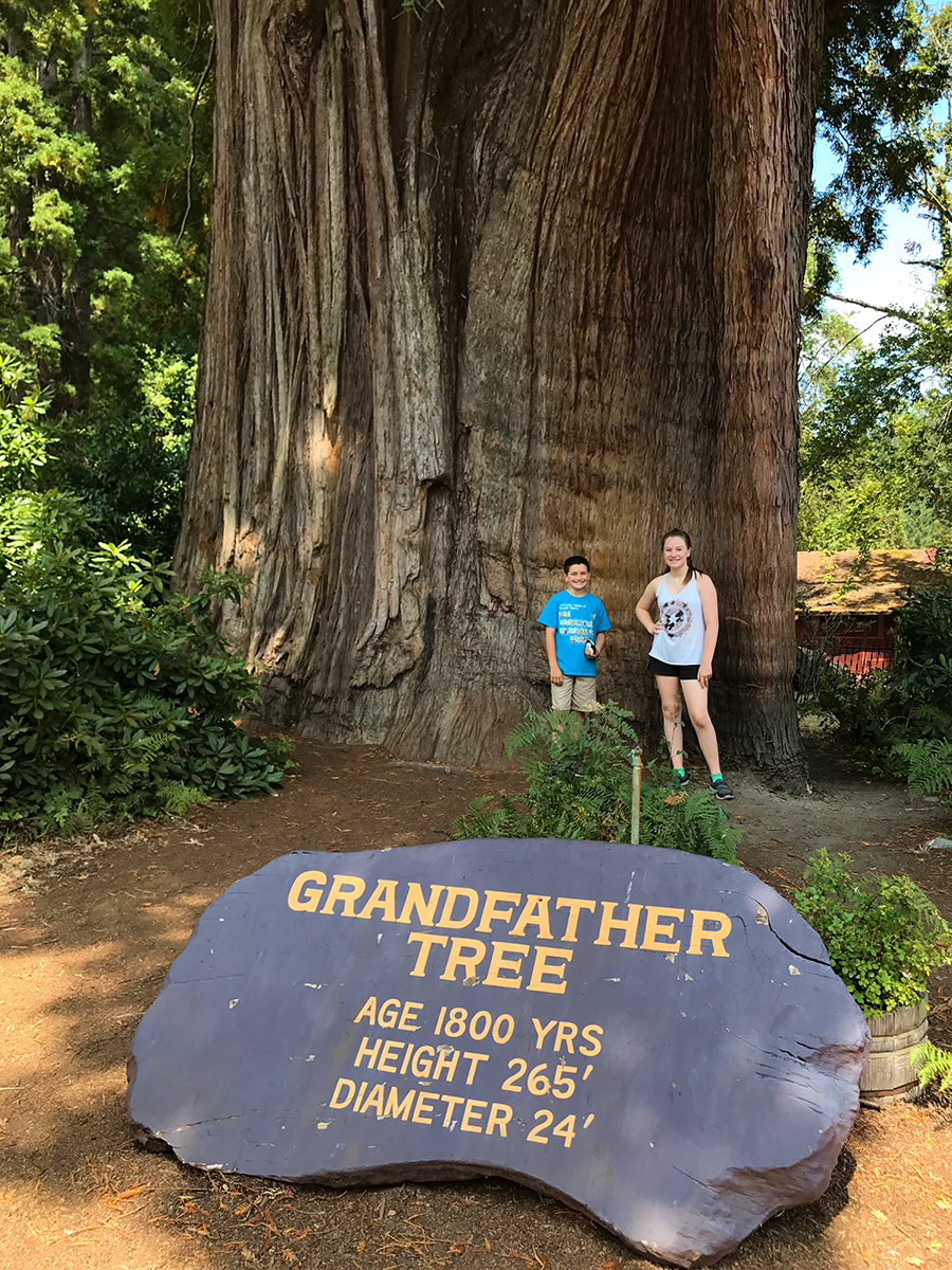 The 265 Foot Tall Grandfather Tree In Piercy California   Natalie Carter Bourn Grandfather Tree Piercy California 