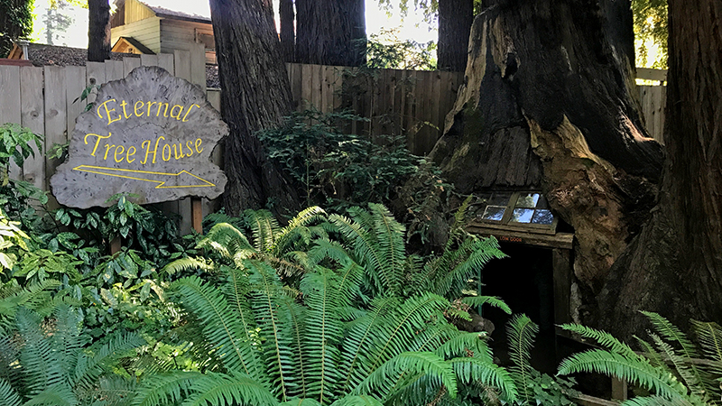 The Eternal Tree House, A 20 Foot Room Inside a Redwood Stump