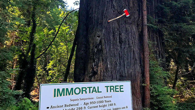 The Immortal Redwood Tree