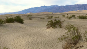 Mesquite Flat Sand Dunes In Death Valley National Park